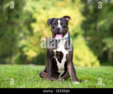 Ein großer Schweizer Sennenhund, der im Freien sitzt, mit einem fröhlichen Ausdruck Stockfoto