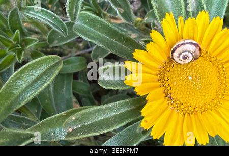 Eine kleine Schnecke ruht auf einer leuchtend gelben Blume mit grünen Blättern, Naturkonzept Stockfoto