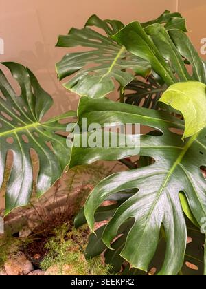 Üppige grüne Monstera deliciosa Pflanze mit gespaltenen Blättern vor einem hellen Wandhintergrund Stockfoto