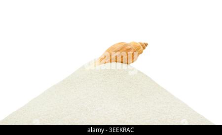 Muschel auf Sanddüne isoliert auf transparentem Hintergrund, minimales Strandkonzept Stockfoto