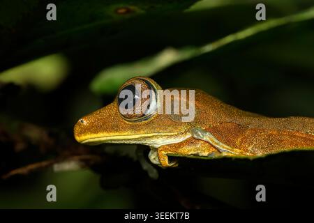 Rohrkröte oder Amazonaskröte (Rhinella sp.) Nächtliches Porträt auf moosigem Zweig, Tiputini Biodiversitätsstation, Yasuni Nationalpark, Ecuador. Stockfoto