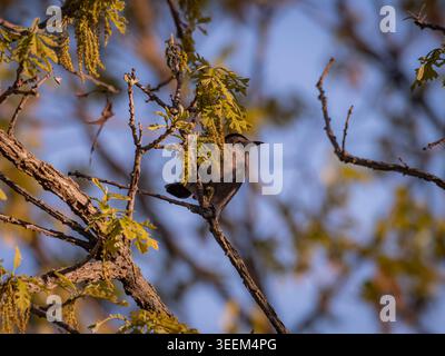 Seitenprofil eines grauen Katzenvogels, der an einem sonnigen Frühlingsmorgen in Illinois auf einem aufblühenden Eichenzweig vor einem klaren blauen Himmel thront Stockfoto