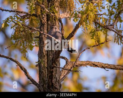 Grauer Katzenvogel, der an einem sonnigen Frühlingsmorgen auf einem blühenden Eichenbaum thront, mit weichem goldenem Licht und blauem Himmel Hintergrund Stockfoto