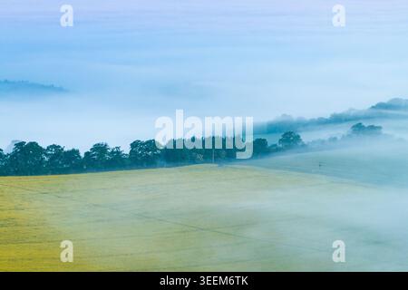 Luftaufnahme von sanften gelben Feldern und einer Reihe von Bäumen, die in dicken Morgennebel gehüllt sind, in Nuffield, Oxfordshire, Großbritannien. Stockfoto