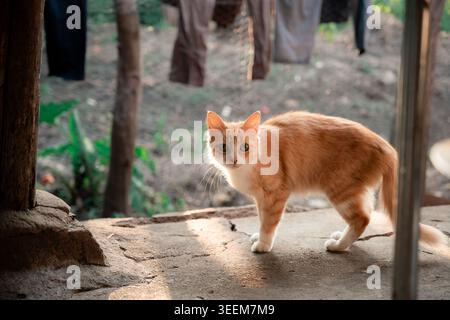 Orangefarbene und weiße Ingwerkatze mit lebhaften Augen, die in die Kamera starren, wachsam auf Hinterhofbeton stehen und sich im warmen Sonnenlicht der goldenen Stunde mit einem sanften Sonnenlicht sonnen Stockfoto