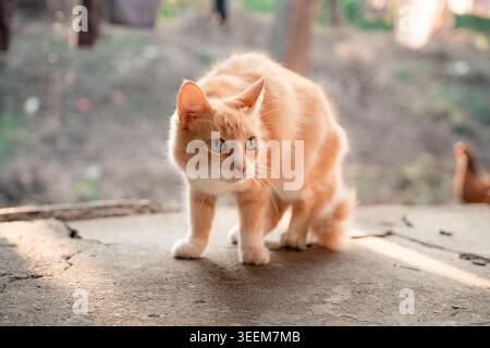 Orangefarbene Katze, die tief hockt, intensiv fokussiert, Barthaare und grüne Augen alarmiert, auf gerissenem Beton in der Sonne, auf der Jagd oder bei Beobachtern steht Stockfoto