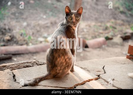 Schildpatt-Katze mit hellgrünen Augen sitzt auf zerrissenem Beton und beobachtet die Umgebung bei warmem Tageslicht; dünne, vorsichtige Straßenkatze fördert Stockfoto