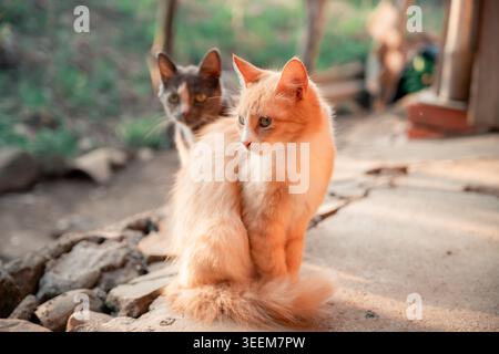 Zwei Hauskatzen, ein Ingwer und ein Calico, sitzen draußen an einem warmen sonnigen Tag und zeigen ihr natürliches Verhalten und ihre Gesellschaft in einer friedlichen rur Stockfoto