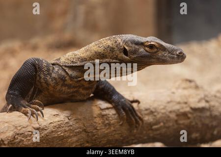 Ein Komodo-Drache (Varanus komodoensis) aus der Familie der Warane, die auf einem Baumstamm ruht. Stockfoto