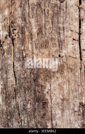 Nahaufnahme von altem Kiefernholz ohne Rinde mit Insektenspuren, Ameisentunneln und natürlichem Oberflächenverfall. Detaillierte verwitterte Holzstruktur mit Rissen, Stockfoto