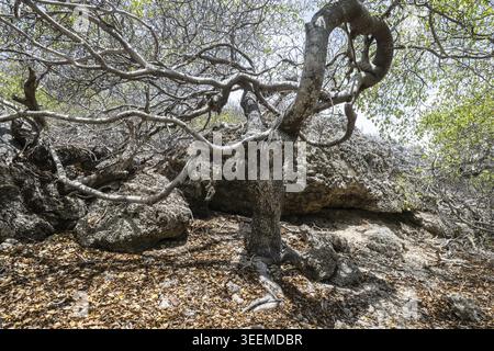 Manchineelbaum (Hippomane mancinella), Curacao Stockfoto