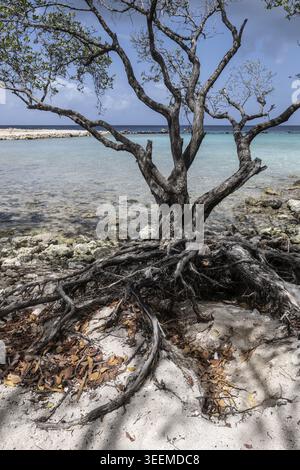 Manchineelbaum (Hippomane mancinella), Curacao Stockfoto