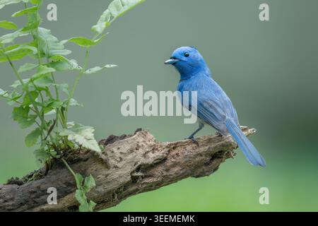Asiatischer Feen-Bluebird in einem Park in Ho-Chi-Minh-Stadt, Vietnam. Stockfoto