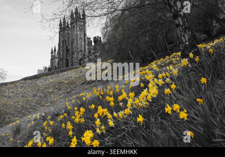 Princes Street Gardens, Assembly Hall und Mound Place, Hervorhebung der Narzissen, Edinburgh, Schottland Stockfoto