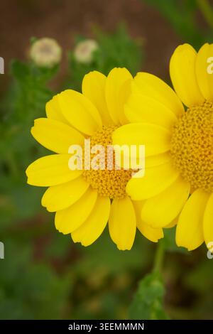 Zwei gelbe Mais-Ringelblumen mit strukturierten Zentren in grünem Hintergrund, sich überlappende hellgelbe Blütenblätter, Nahaufnahme von oben mit weichem Fokus Stockfoto