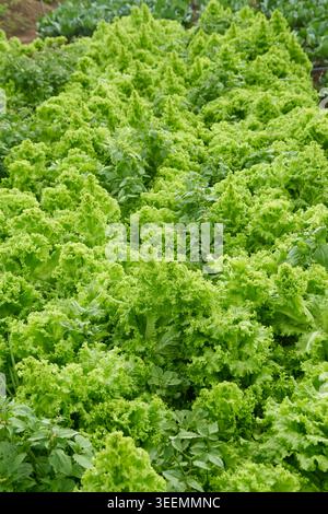 Feld mit hellgrünem, lockigem Blattsalat im Vollformat, dicht gepackte Reihen des ökologischen Gemüseanbaus, Vermarktungskonzept für landwirtschaftliche Erzeugnisse Stockfoto