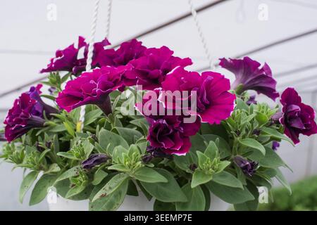 Blühende Petunenblüten in hängenden Töpfen im Gewächshaus für den dekorativen Pflanzenanbau Stockfoto