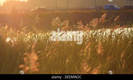 Hohes Schilfgras leuchtet im warmen Abendsonnenlicht neben einem ruhigen Gewässer, mit weichem Bokeh und schwimmenden Pollen, die von der niedrigen Sonne beleuchtet werden. Das goldene Stockfoto