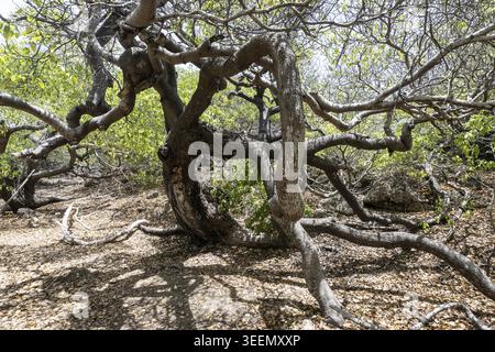Manchineelbaum (Hippomane mancinella), Curacao Stockfoto