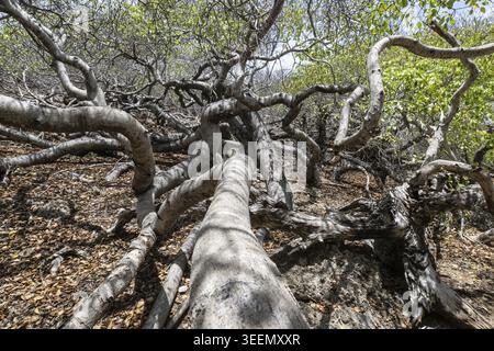 Manchineelbaum (Hippomane mancinella), Curacao Stockfoto