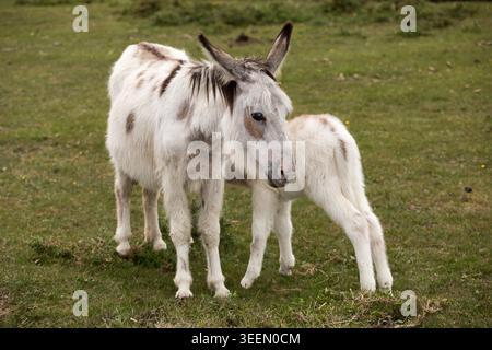 Pferdepony im New Forest National Park Stockfoto