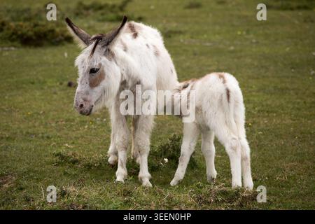 Pferdepony im New Forest National Park Stockfoto