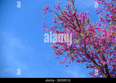 Leuchtend rosa Blüten auf Baumästen vor einem klaren blauen Himmel, Frühling floraler Hintergrund mit Kopierraum. Stockfoto