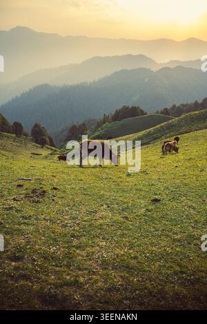 Kühe, die während der goldenen Stunde auf einem grasbewachsenen Berghang grasen, Raghupur Fort, Sojha, Manali, Himachal Pradesh, Indien. Stockfoto