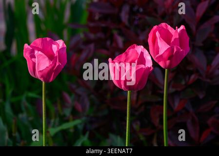 Drei leuchtend rosa Tulpen auf schlanken Stielen in einem Garten, Nahaufnahme mit dunklem belaubten Hintergrund und weichem Bokeh, Frühlingsblumen-Naturszene. Stockfoto