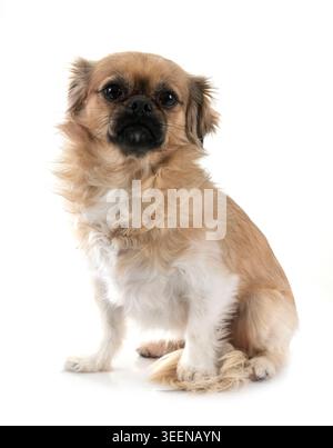 Terrier vor weißem Hintergrund Stockfoto