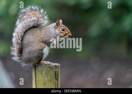 Graues Eichhörnchen Sciurus carolinensis warnte auf Holzpfosten, Großbritannien Stockfoto