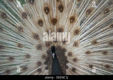 Indischer Pfauzerbsen Pavo cristatus Vollbild-Heck-Anzeige, symmetrische Rückansicht, unverlierbar, UK Stockfoto