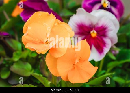 Wissenschaftlicher Name: Viola tricolor - Familie: Violaceae Stockfoto