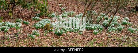 Wald, Schneeglöckchen und Blumen mit Blüte im Frühling, im Freien und Sträucher mit Wachstum auf dem Boden. Weiße Blüte, Umwelt und Jahreszeit ändern sich mit Stockfoto