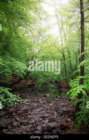 Felsiges Bachbett schlängelt sich durch dichte grüne Wälder auf dem Solwaster-Rundwanderweg, Naturschutzgebiet Ardennen, Wallonien, Belgien, Frühling. Stockfoto