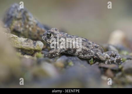 Epidalea calamita, Kreuzkroete (syn. Bufo calamita) - Epidalea calamita, syn. Bufo calamita, bekannt als Natterjack Kröte, Running Kröte Stockfoto