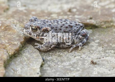 Epidalea calamita, Kreuzkroete (syn. Bufo calamita) - Epidalea calamita, syn. Bufo calamita, bekannt als Natterjack Kröte, Running Kröte Stockfoto
