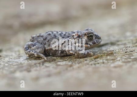 Epidalea calamita, Kreuzkroete (syn. Bufo calamita) - Epidalea calamita, syn. Bufo calamita, bekannt als Natterjack Kröte, Running Kröte Stockfoto