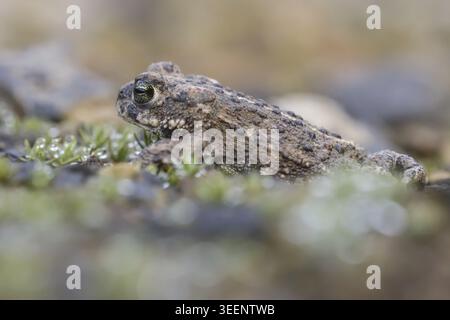 Epidalea calamita, Kreuzkroete (syn. Bufo calamita) - Epidalea calamita, syn. Bufo calamita, bekannt als Natterjack Kröte, Running Kröte Stockfoto