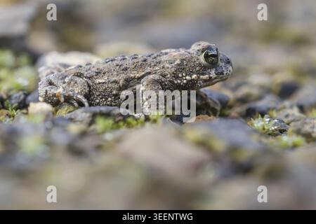 Epidalea calamita, Kreuzkroete (syn. Bufo calamita) - Epidalea calamita, syn. Bufo calamita, bekannt als Natterjack Kröte, Running Kröte Stockfoto