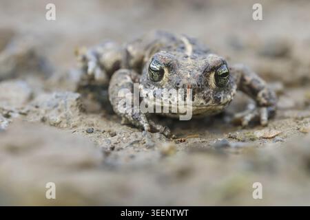Epidalea calamita, Kreuzkroete (syn. Bufo calamita) - Epidalea calamita, syn. Bufo calamita, bekannt als Natterjack Kröte, Running Kröte Stockfoto