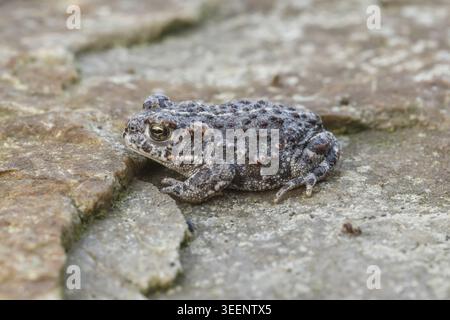 Epidalea calamita, Kreuzkroete (syn. Bufo calamita) - Epidalea calamita, syn. Bufo calamita, bekannt als Natterjack Kröte, Running Kröte Stockfoto