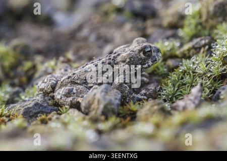 Epidalea calamita, Kreuzkroete (syn. Bufo calamita) - Epidalea calamita, syn. Bufo calamita, bekannt als Natterjack Kröte, Running Kröte Stockfoto