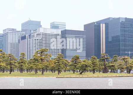 Gepflegte Kiefern in einem japanischen Garten mit einer modernen Skyline aus Glastürmen dahinter in Tokio, Japan. Stockfoto