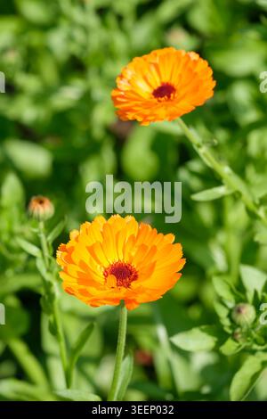 Calendula officinalis Gold Star, Ringelblume Gold Star, hell, goldgelb, Doppelblüten mit dunkelbraunem Zentrum Stockfoto