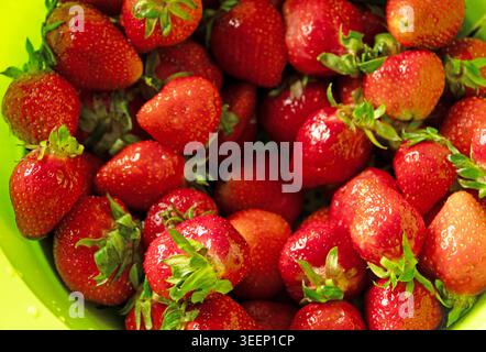 Nahaufnahme von frisch gewaschenen Erdbeeren in einem Küchensieb, zubereitet als fruchtige Zutaten für einen hausgemachten Erdbeerkuchen in einem echten Zuhause Stockfoto