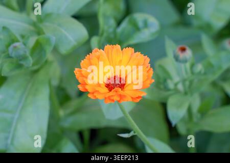 Nahaufnahme einer blühenden orangen Ringelblume auf einem verschwommenen grünen Laubhintergrund Stockfoto
