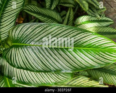 Ein großes grünes Blatt mit weißen Streifen hebt sich zwischen dunklen Blättern in einem Garten hervor. Sonnenlicht wird durchfiltert und zeigt Textur und Details. Stockfoto