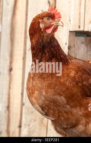 Nahporträt eines braunen Legehennen, das an einer hölzernen Scheunenwand steht Stockfoto