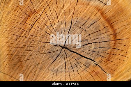 Nahaufnahme der Holzstruktur des Rissbaums Stockfoto